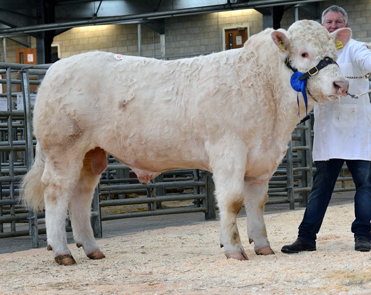 Also selling for 4,200gns was Wilesa Ivan