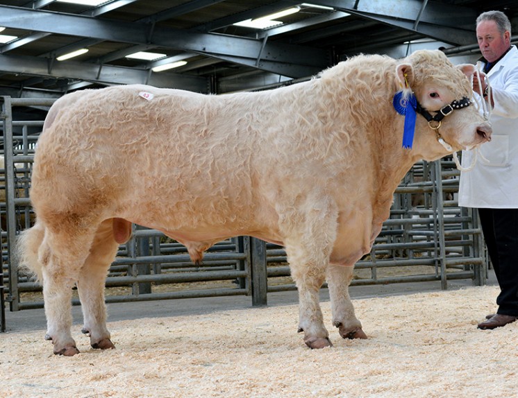 Davally Ivanhoe sold for the top price of 6,800gns