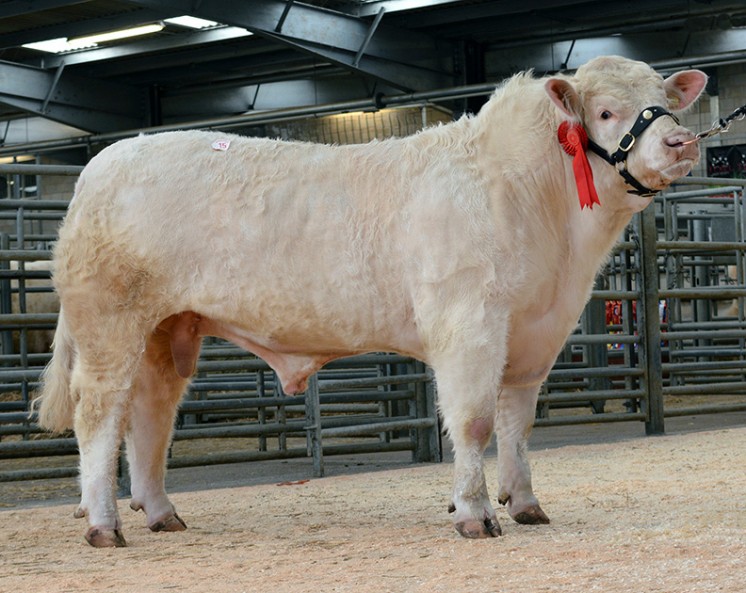 Another bull selling for 4,200gns was Bailea Ikeadotcom