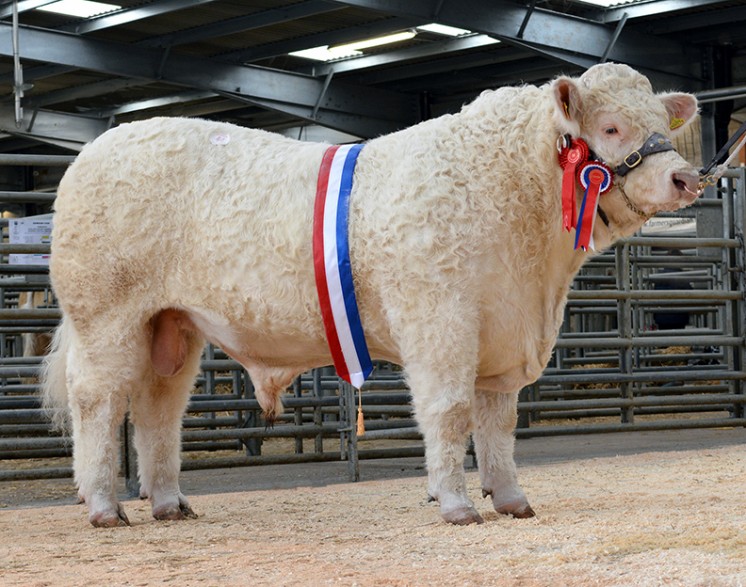 The champion bull Graiggoch Iceman sold for 5,500gns
