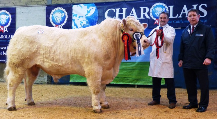 Drumlone Invader the Supreme Champion exhibited by Kenneth Veitch with Rodney Brown from sale sponsor Danske Bank