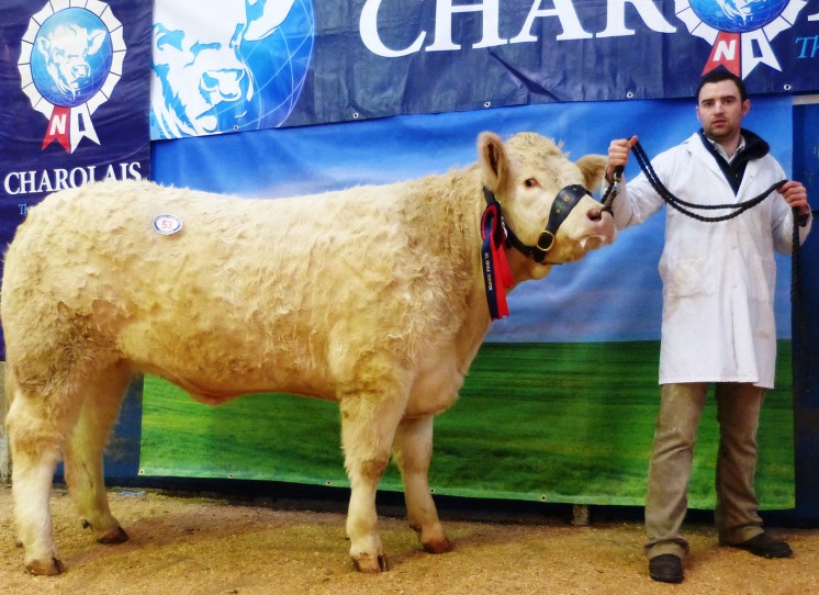 Reserve Female Champion Moorlough Ivy exhibited by James McBride