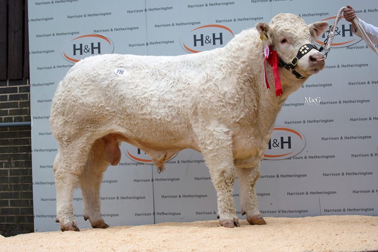 The junior champion Maerdy Jamaica sold for 7,000gns