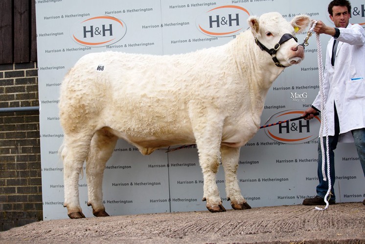 The reserve female champion Alsnow Imaculate was cashed at 3,600gns