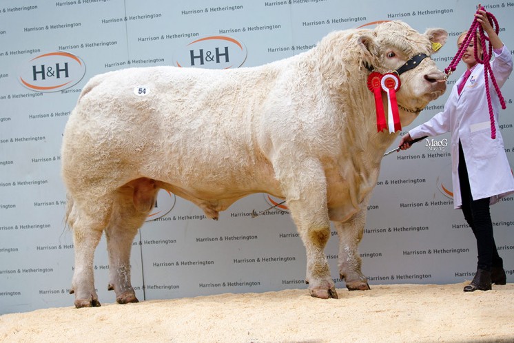 The intermediate champion Ratoary Iceberg sold for 10,000gns