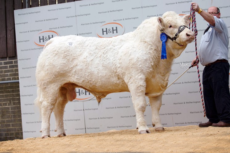 Westcarse Incredible sold for 6,500gns