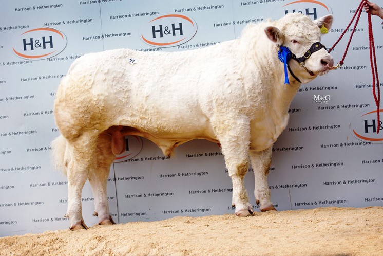 The top priced bull was the 13,000gns Goldies Iceman