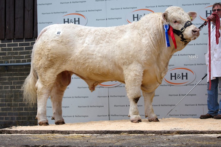 The reserve intermediate champion Gretnahouse Ivory also sold for 10,000gns