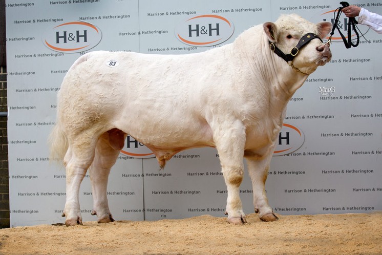 At 6,000gns came Forcebeck Isaac