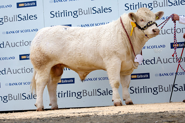 Top Price 7,000gns Balthayock Influence 