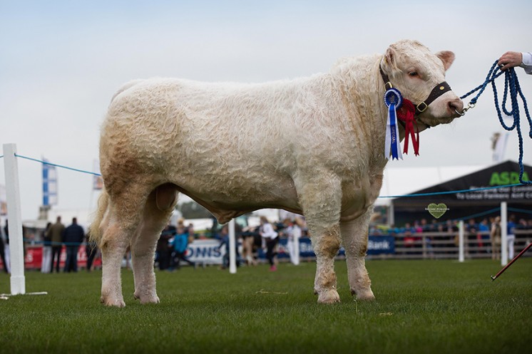 Brigadoon Jaguar owned by WD & JA Connolly 3rd Res in the INTERBREED BEEF PERFORMANCE