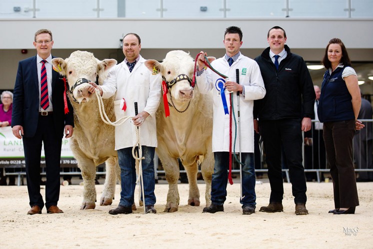 Left to right, Chris Curry, Tudur Edwards with the junior champion Maerdy Jamaica, Dane Ivison with Balmyle Jasper, the reserve junior champion, Murray Smith and Carol Rickerby
