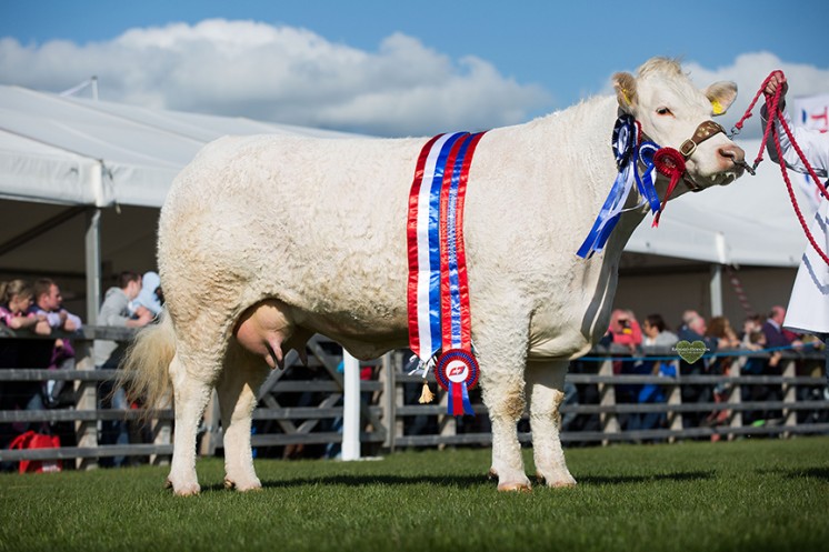 Supreme Champion Wesley Glamorous owned by JA & WD Connolly