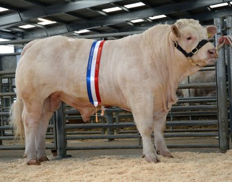 Champion Moelfre Indra 4,800gns