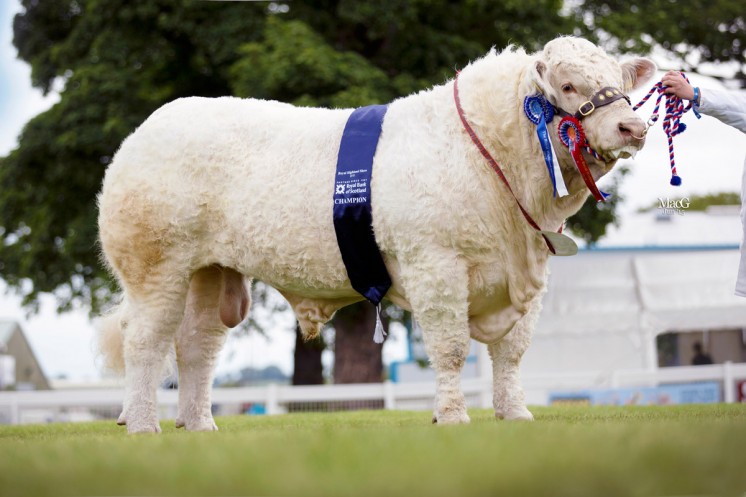 Supreme Champion & Marks and Spencer Beef Interbreed Champion Balthayock Imp – Major DFWH & NR Walter 
