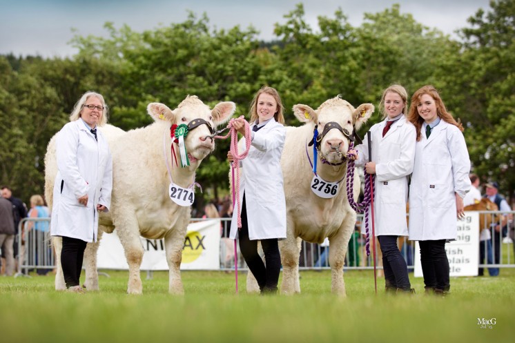 Melitta Corbett and her daughters Grace, Eva and Ruth with their heifers Teme Jello and Pedr Indigo
