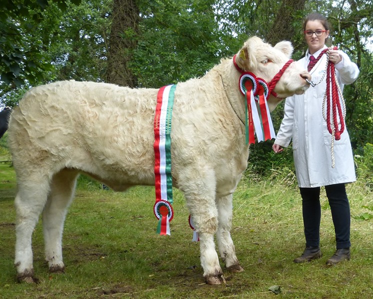 Minsups Intermediate Heifer Champion BALLYGREENAN JAGERMISTRESS, MS L BREEN