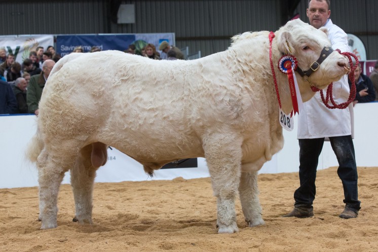 The East of England Smith Show Interbreed champion Drumshane Levi from Mr D H Knox