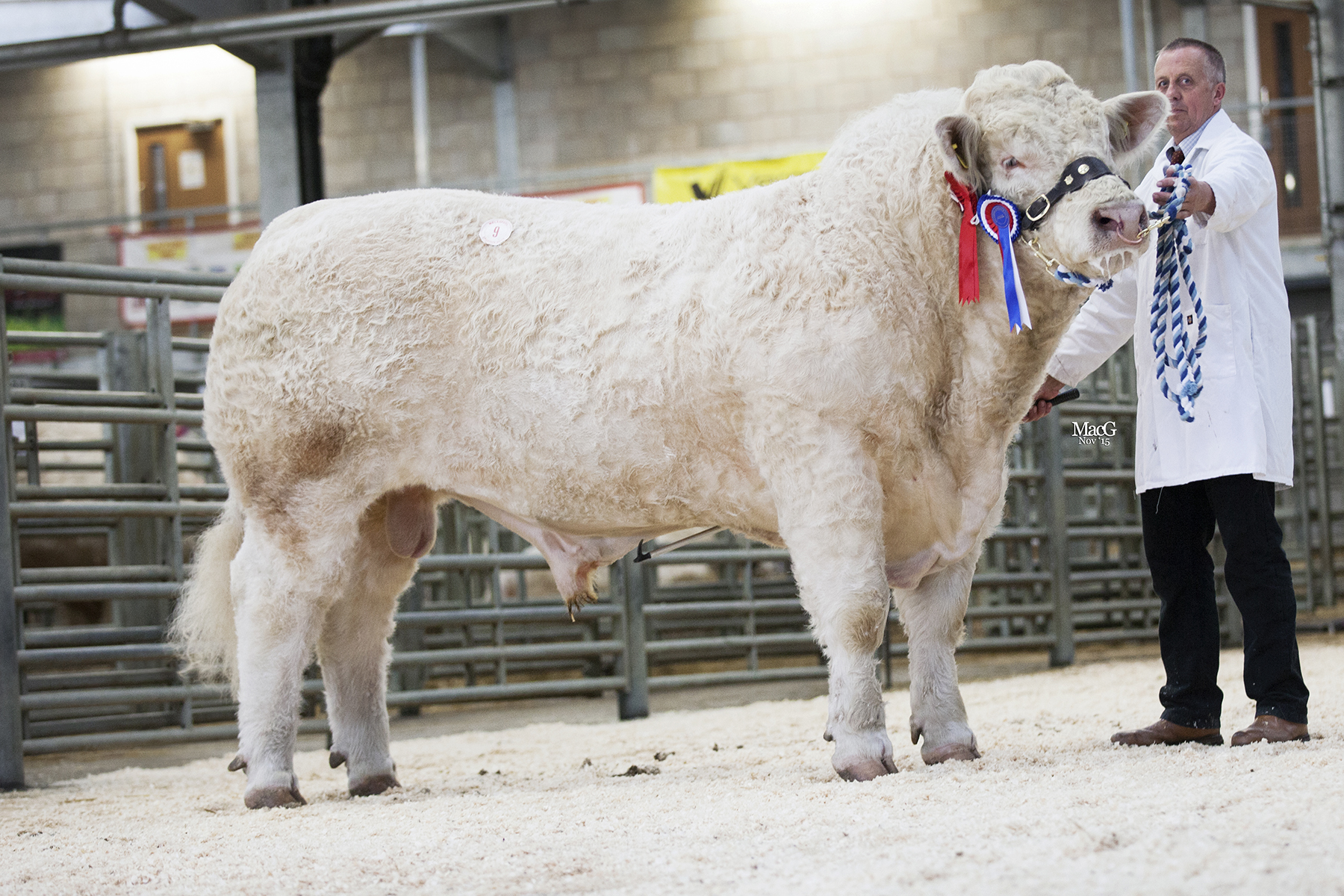 The reserve champion Esgob Jeep made 3,200gns