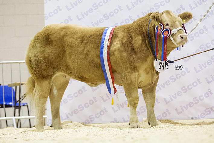 Overall Champion at Livescot is Honey Dime from Wilson Peters