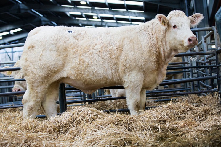 Sale Topper Maerdy Immaculate 6200gns