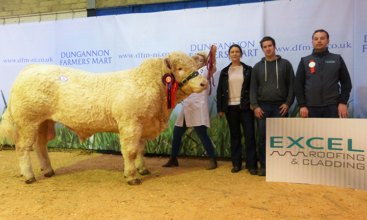 Mullinary Jethro the reserve male champion at 4,300gns