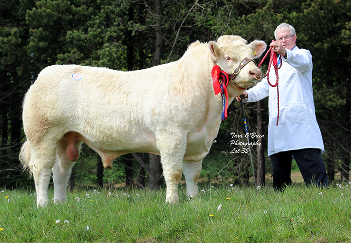 Reserve Male Champion & Top Price Drumconnis Marvel - 5,200gns