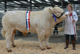 Champion Martland Justabout 4,000gns