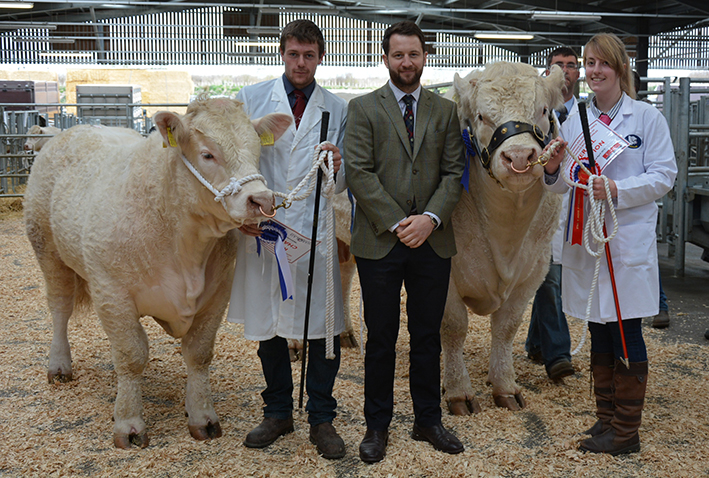 Reserve Champion Lovistone Lincoln & Champion Martland Justabout with Judge Alistair Lyle