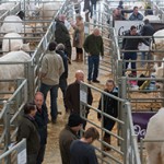 The British Charolais Cattle Society show and sale,Welshpool Livestock Market Picture Tim Scrivener 07850 303986 scrivphoto@btinternet.com ….covering agriculture in the UK….