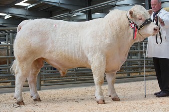 Dooley Jedith 6,000gns