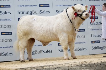 Panmure Lincoln 7,000gns