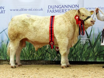 Supreme Champion Coolnaslee Lincoln 4,000gns