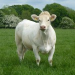 Wissington Cow