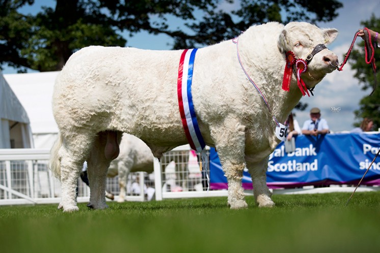 Kilbline Instigator was selected by the judge Iain Millar as the male champion
