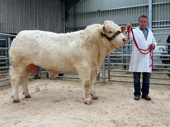 Pat Hackett with Top Priced Fury Link 3,100gns
