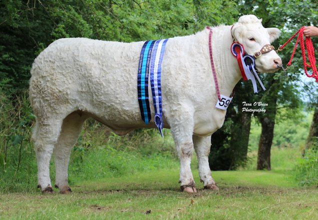 Charolais champion champion and interbreed champion at Clogher, Brigadoon Lady - W.D & J.A Connolly