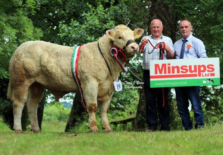 Intermediate Bull Champion – Mr HC Stubbs & Mr AA Burleigh – Derryharney Lionheart