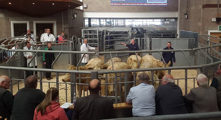 Ian MacCrae selling his Charolais cross calves at UA Stirling on Monday, which averaged over £1000, topping at £1080.