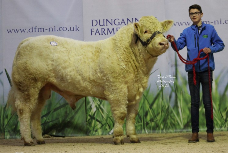 Drumilly Legend at 4,100gns