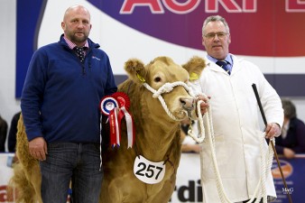 Paul Stobart presenting Wilson Peters & Honey Dime the prize for first placed Charolais and Continental Heifer