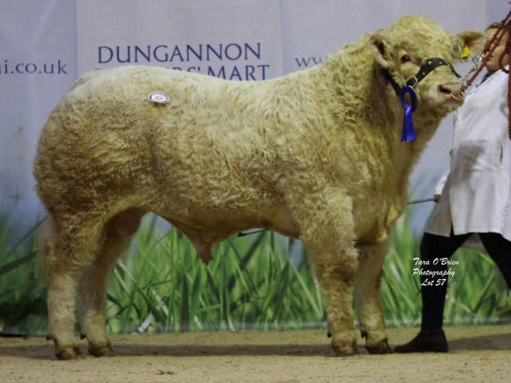 Ratoary Lancer ET at 3,500gns