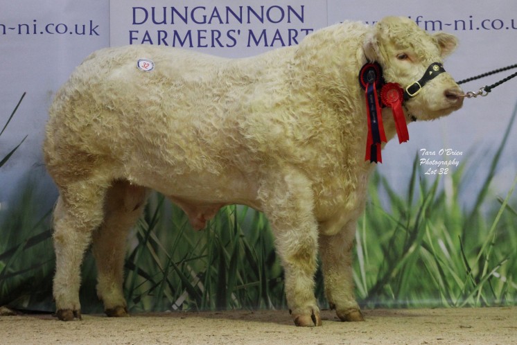 Reserve supreme champion - Coolnaslee Lamarr at 4,100gns