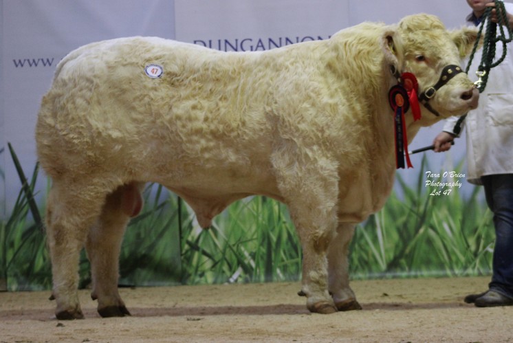 Top priced and reserve junior male champion Coolnaslee Lyle at 5,100gns