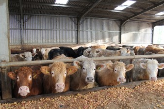 cattle lineup - web