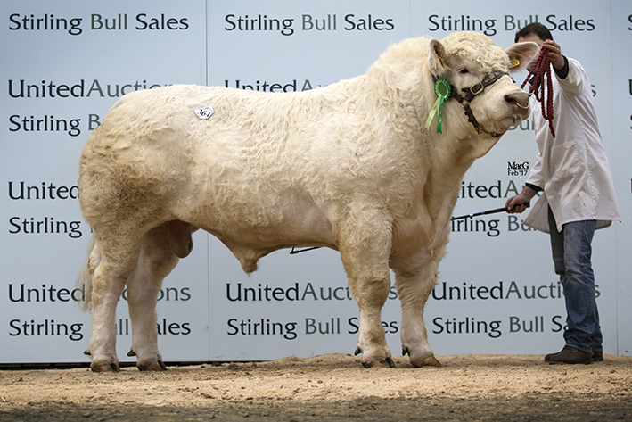 Allanfauld Lord - 9,000gns