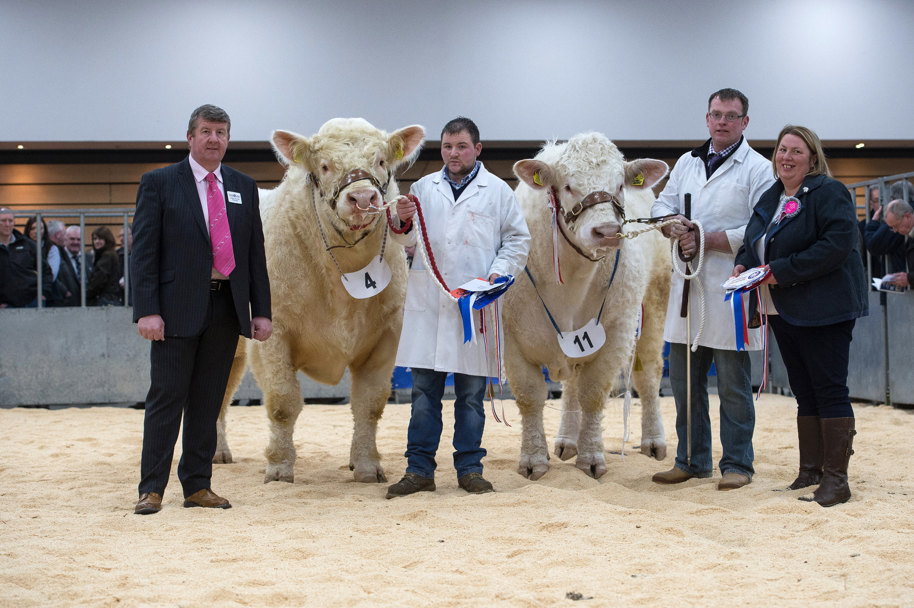 Overall champion Strathys Lionheart and Reserve champion Kinclune Laurent, Andrew Hornall,Stuart Allan, Kevin Mallarkey and Judge Tracey Nicol  
