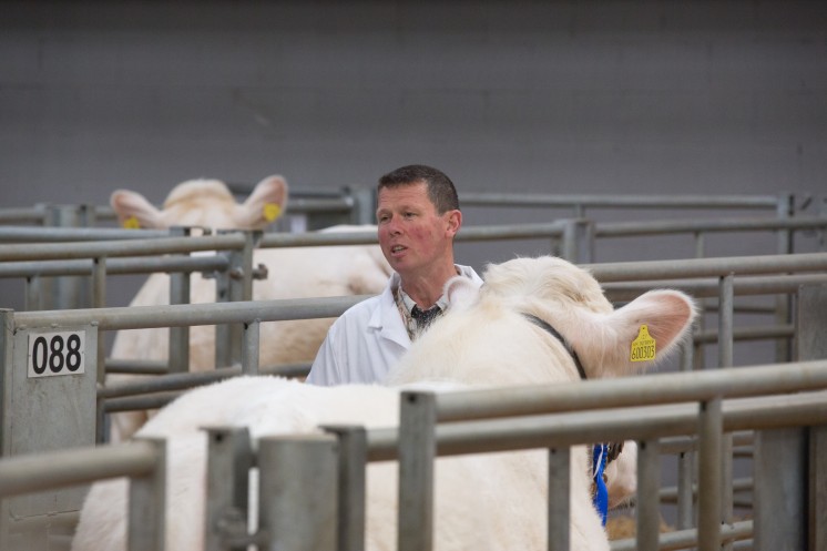 The British Charolais Cattle Society Official Show & Sale,Welshpool Livestock Market Picture Tim Scrivener 07850 303986 ….covering agriculture in the UK….