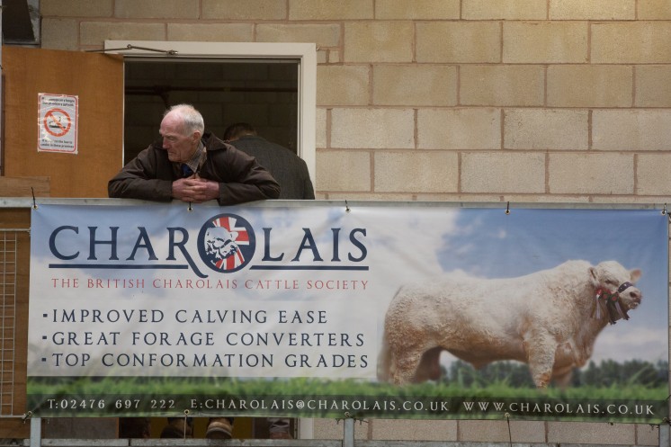The British Charolais Cattle Society Official Show & Sale,Welshpool Livestock Market Picture Tim Scrivener 07850 303986 ….covering agriculture in the UK….