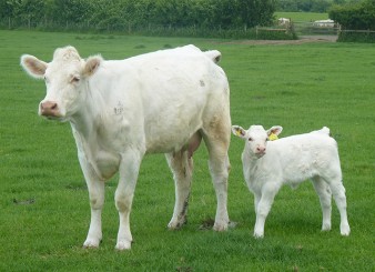 Cow & Calf 3